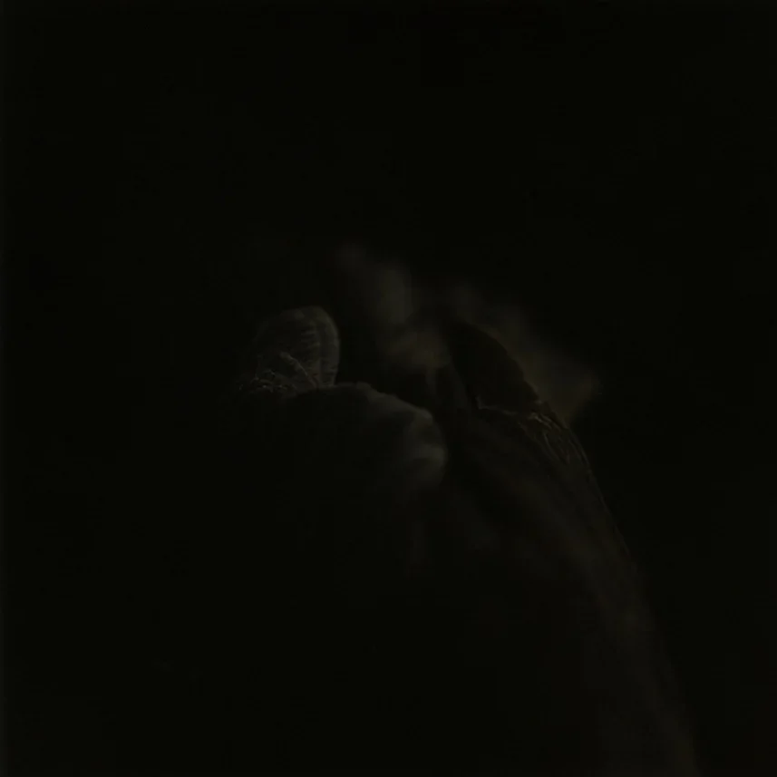 Edith+M.+Pasquier+-+Wild+Surfaces_Sida_18_Bild_0001.webp