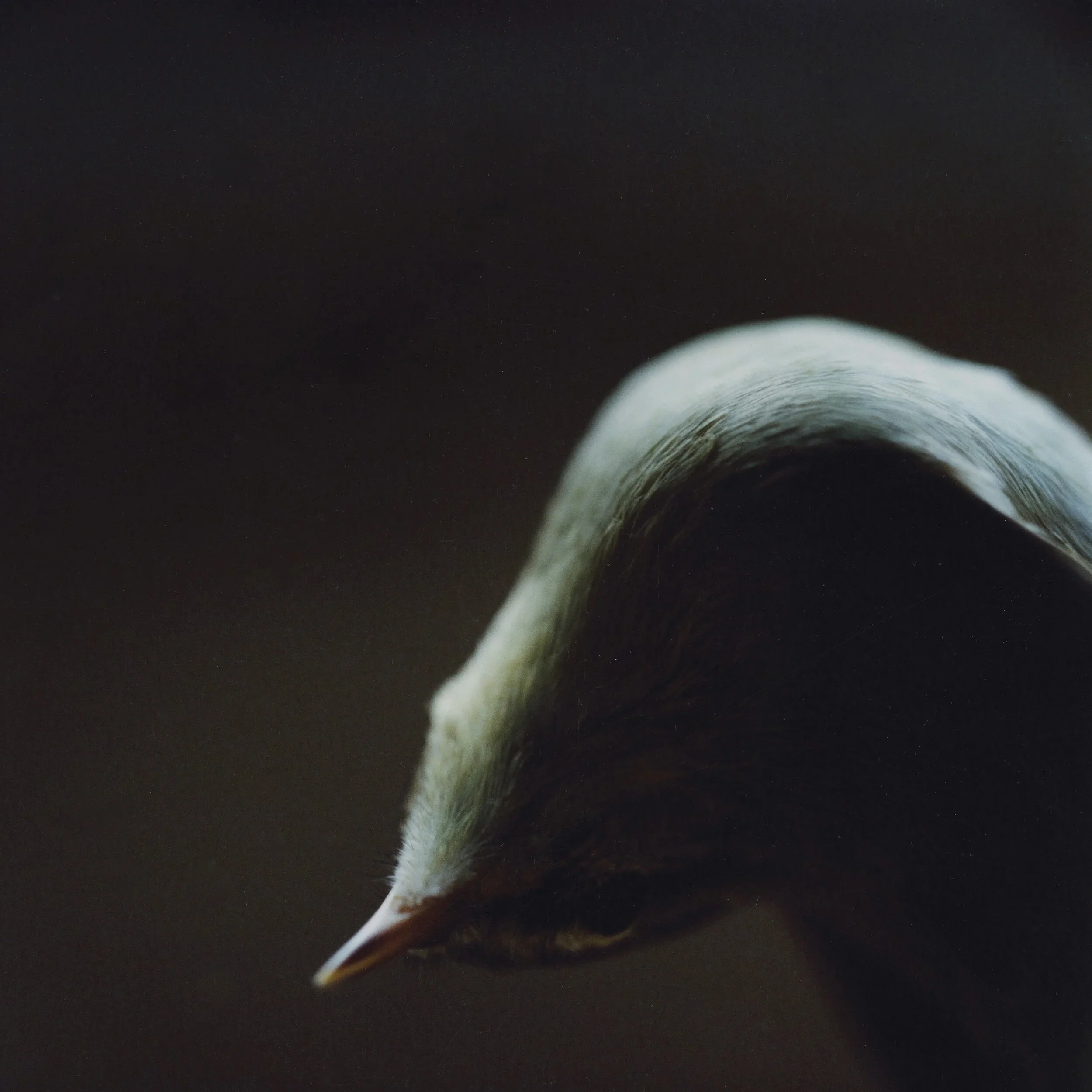On Stillness