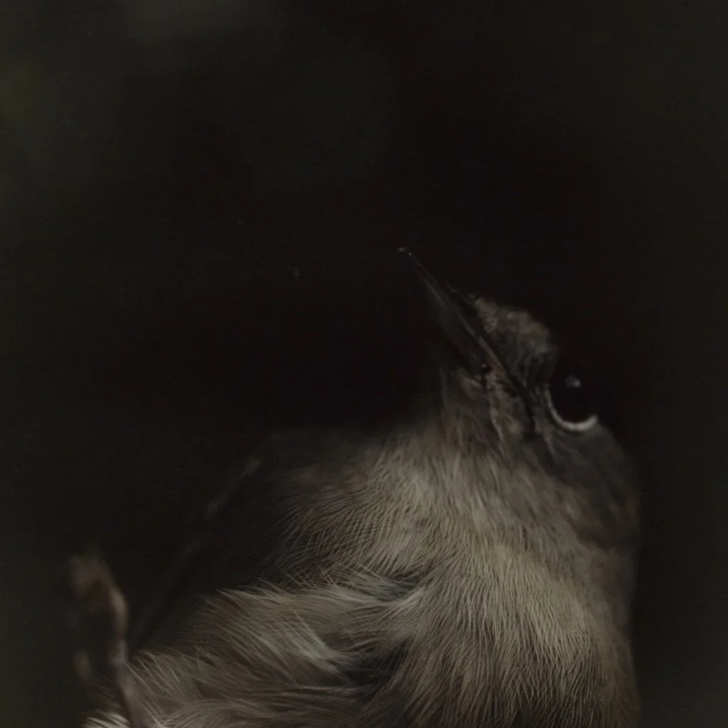 thumb_Birds013_1024.webp