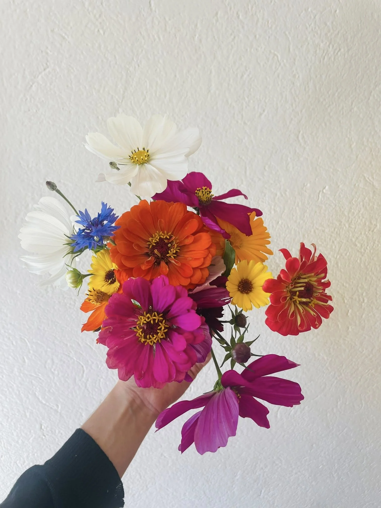 Mains tenant un bouquet de fleurs colorées avec diverses espèces et couleurs, contre un fond blanc.