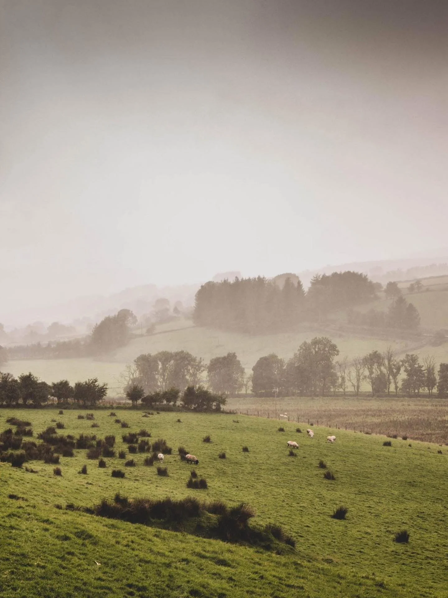 🇮🇪💚 Vendredi 27 mars &ndash; Soir&eacute;e Irlandaise!🍀🍺🎻

Je retrouve parfois, sur le plateau ard&eacute;chois, les paysages si sp&eacute;ciaux de mes ann&eacute;es pass&eacute;es en Irlande. Des ann&eacute;es qui m&rsquo;ont donn&eacute; envi