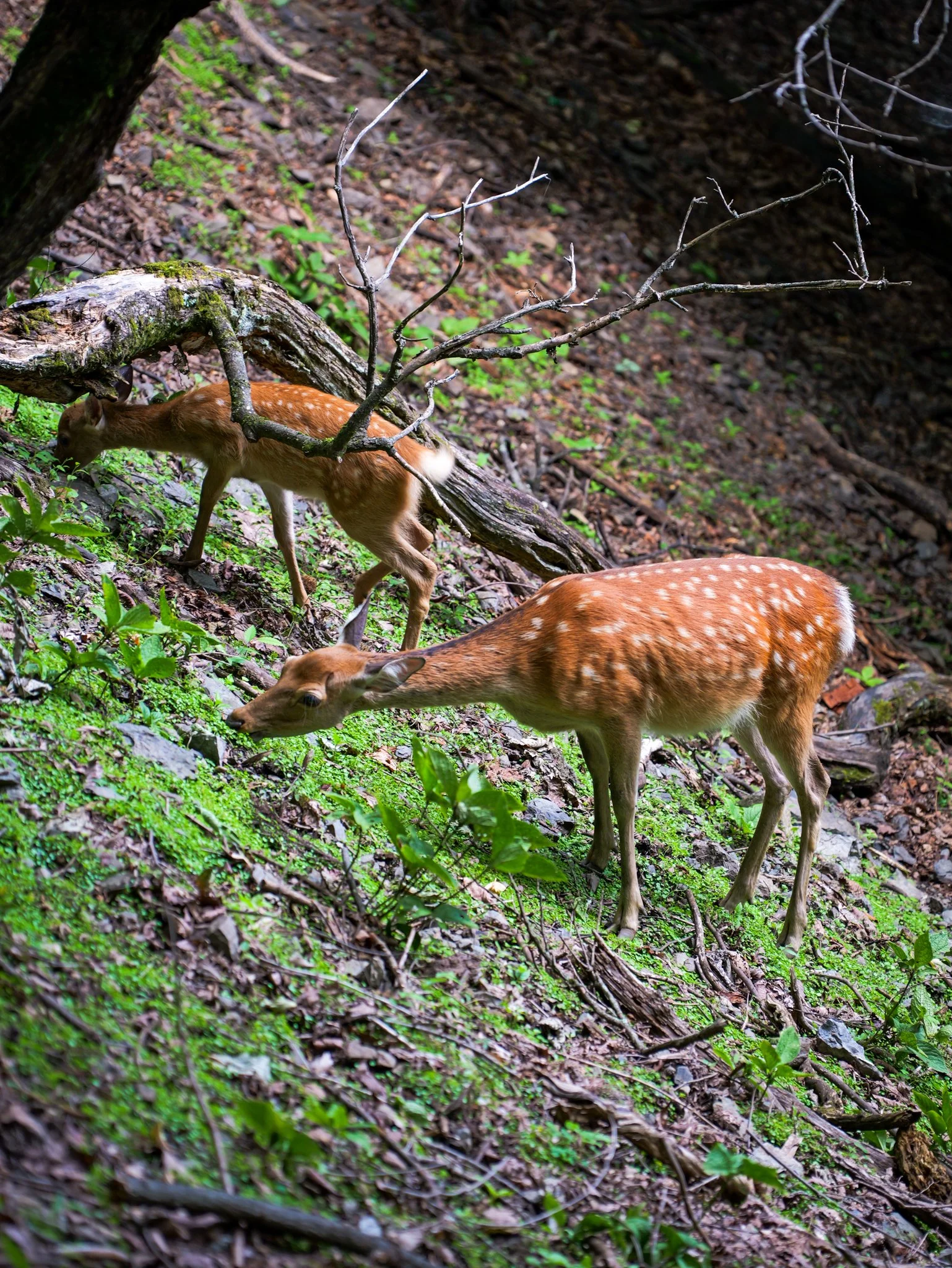 P1027454.jpg