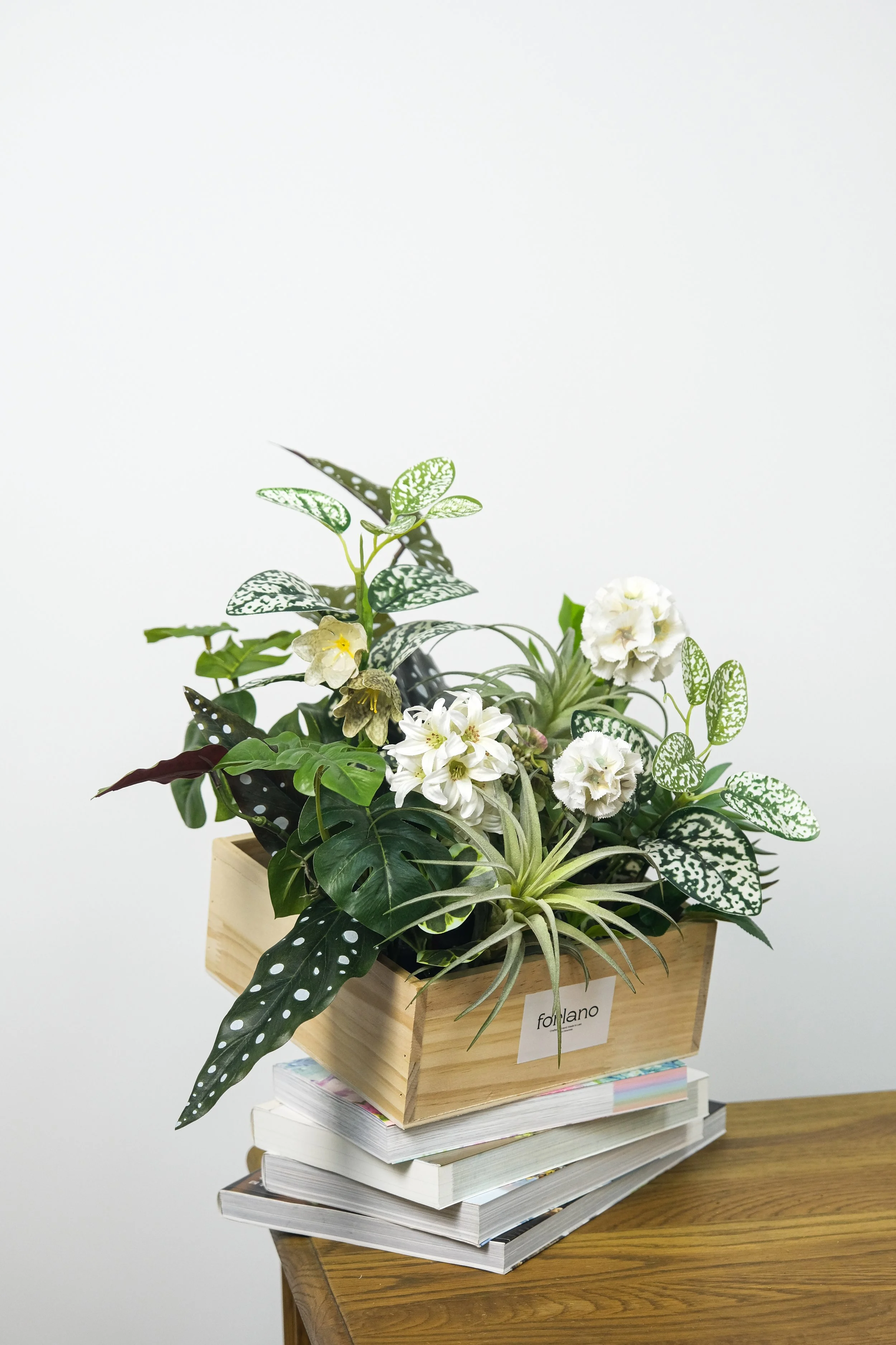 Bégonia Aérien Floral Box