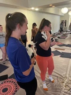 kittens yoga.jpeg