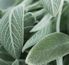 re:Charged Room Sprays EARTH