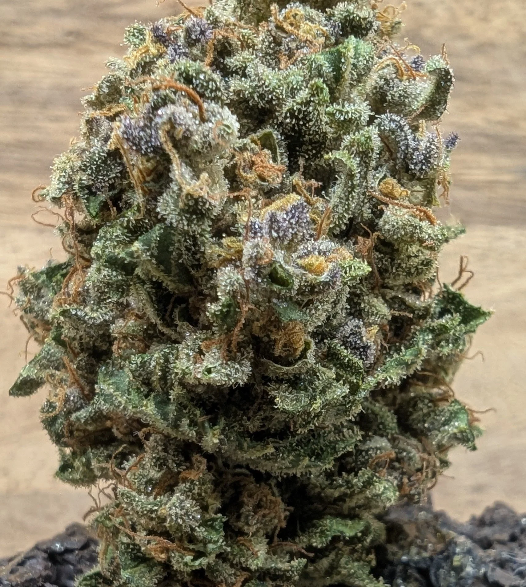 Papang (bio)