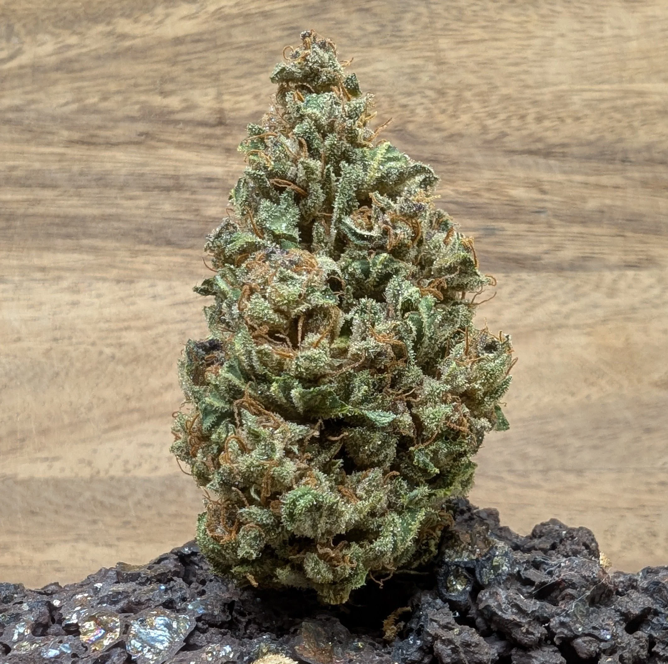 Papang (bio)