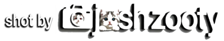 Josh Zooty