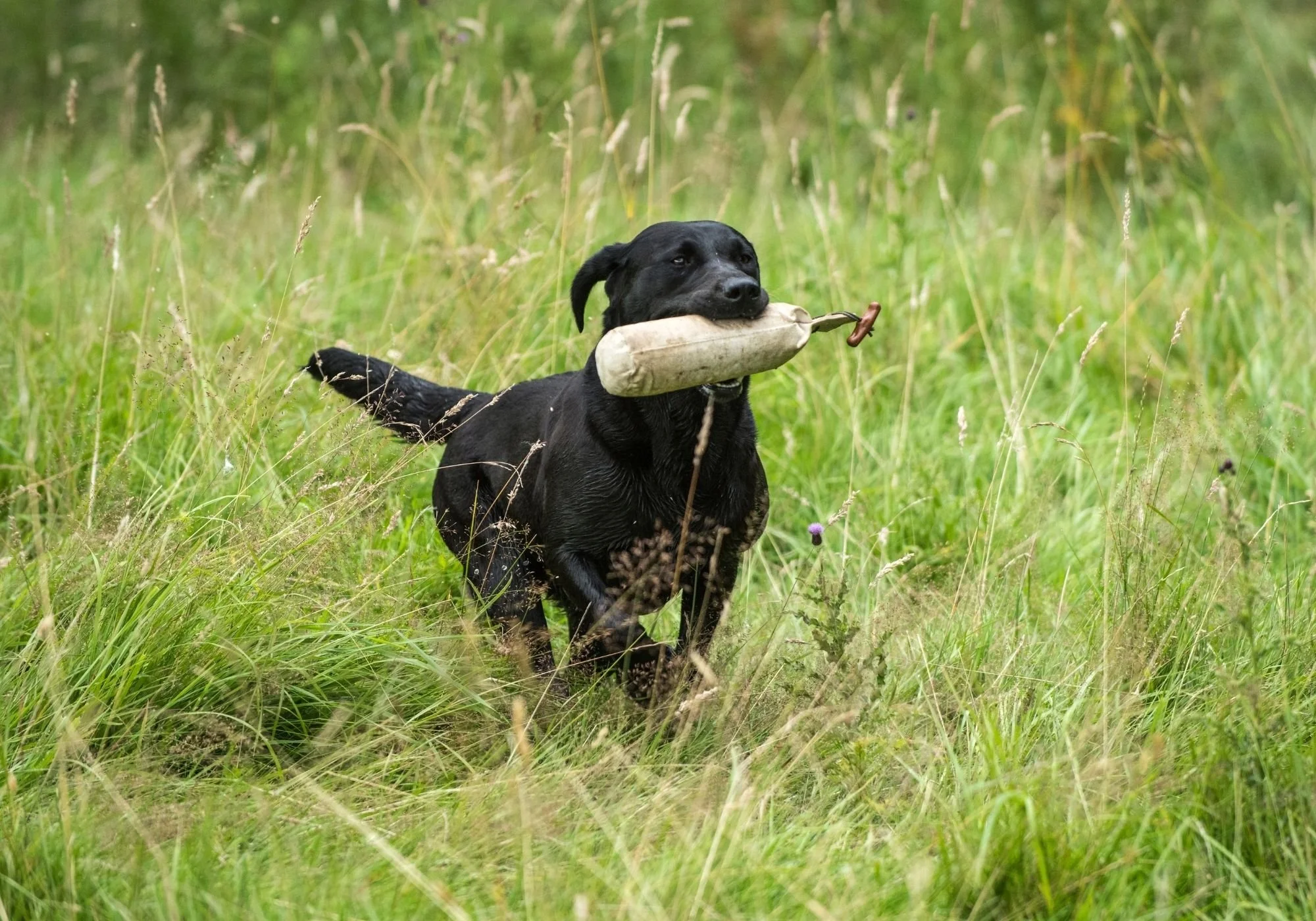 Diglake Black Labrador retriever carrying a dummie in its mouth through a grassy field.