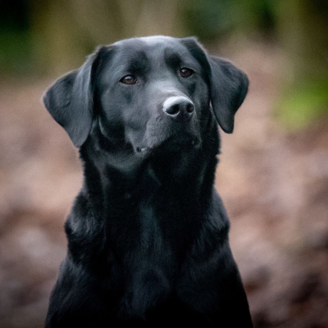 Diglake portrait  (1080 x 1080 px) (8).jpg