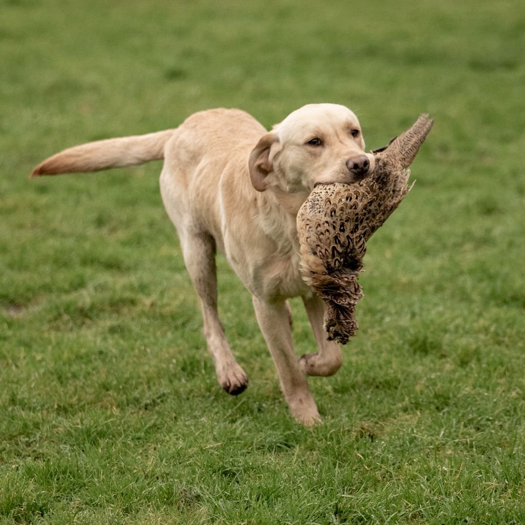 Diglake Gundogs Square  (3).jpg