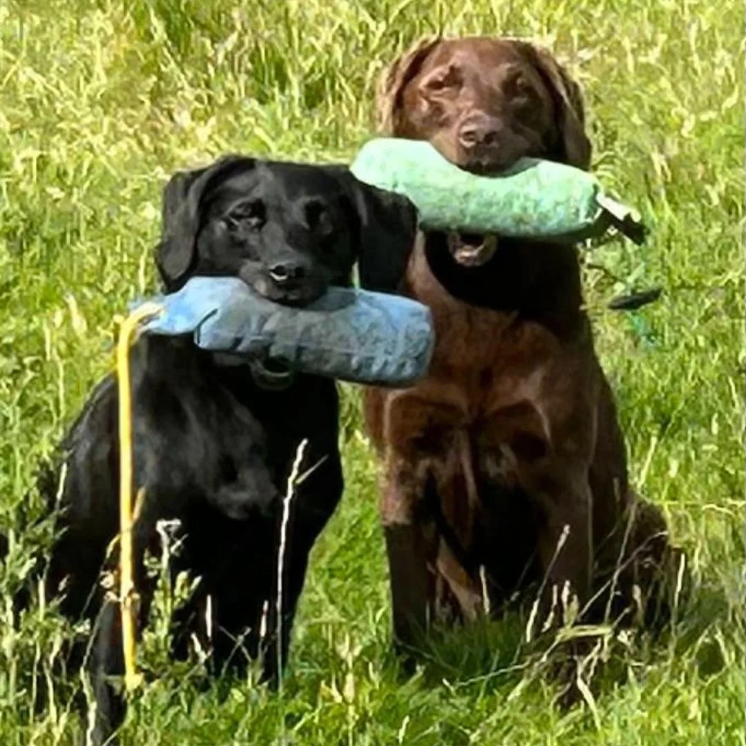 Two Diglake Gundog client dogs holding training dummies in their mouths, standing in tall grass outdoors.