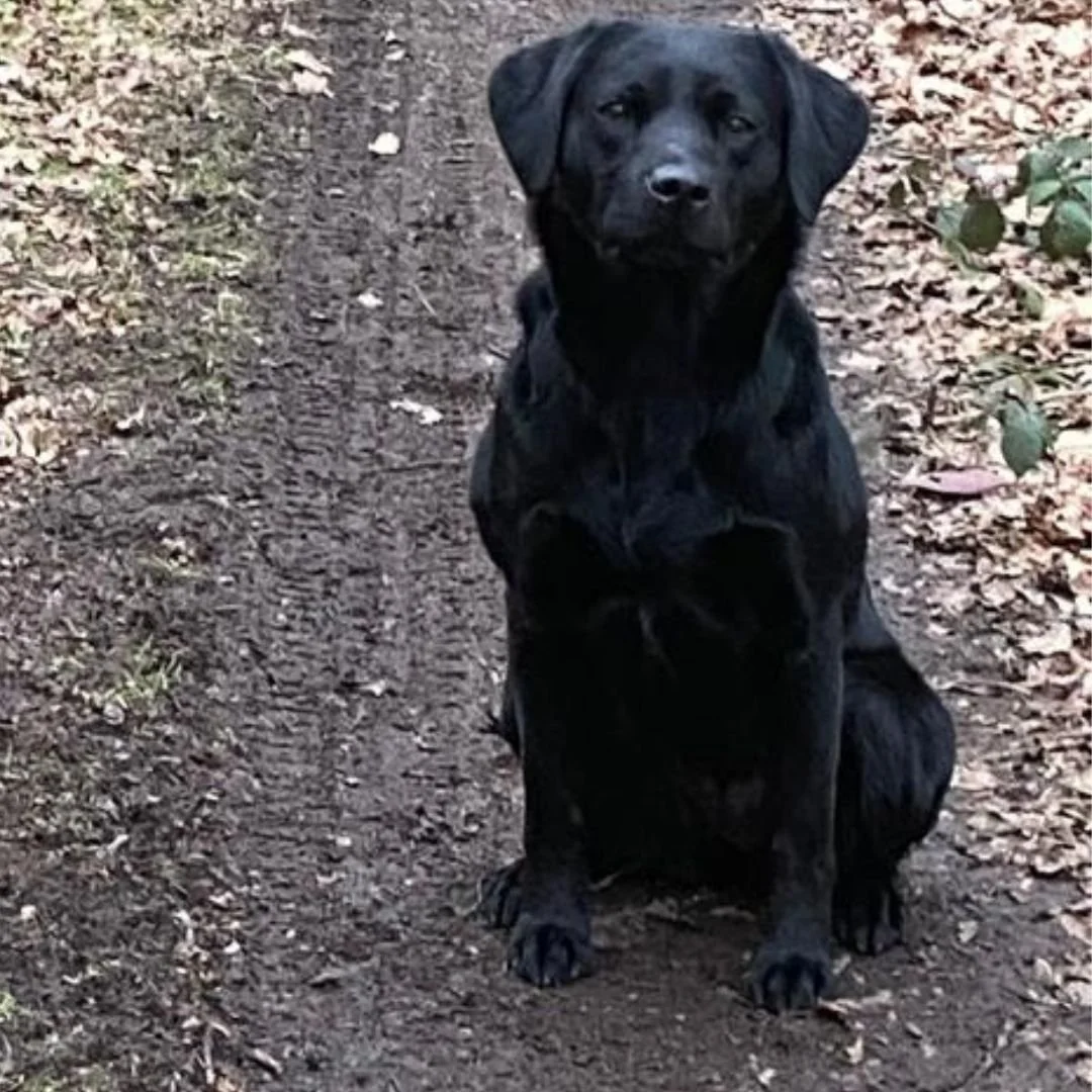 Diglake portrait  (1080 x 1080 px) (2).jpg