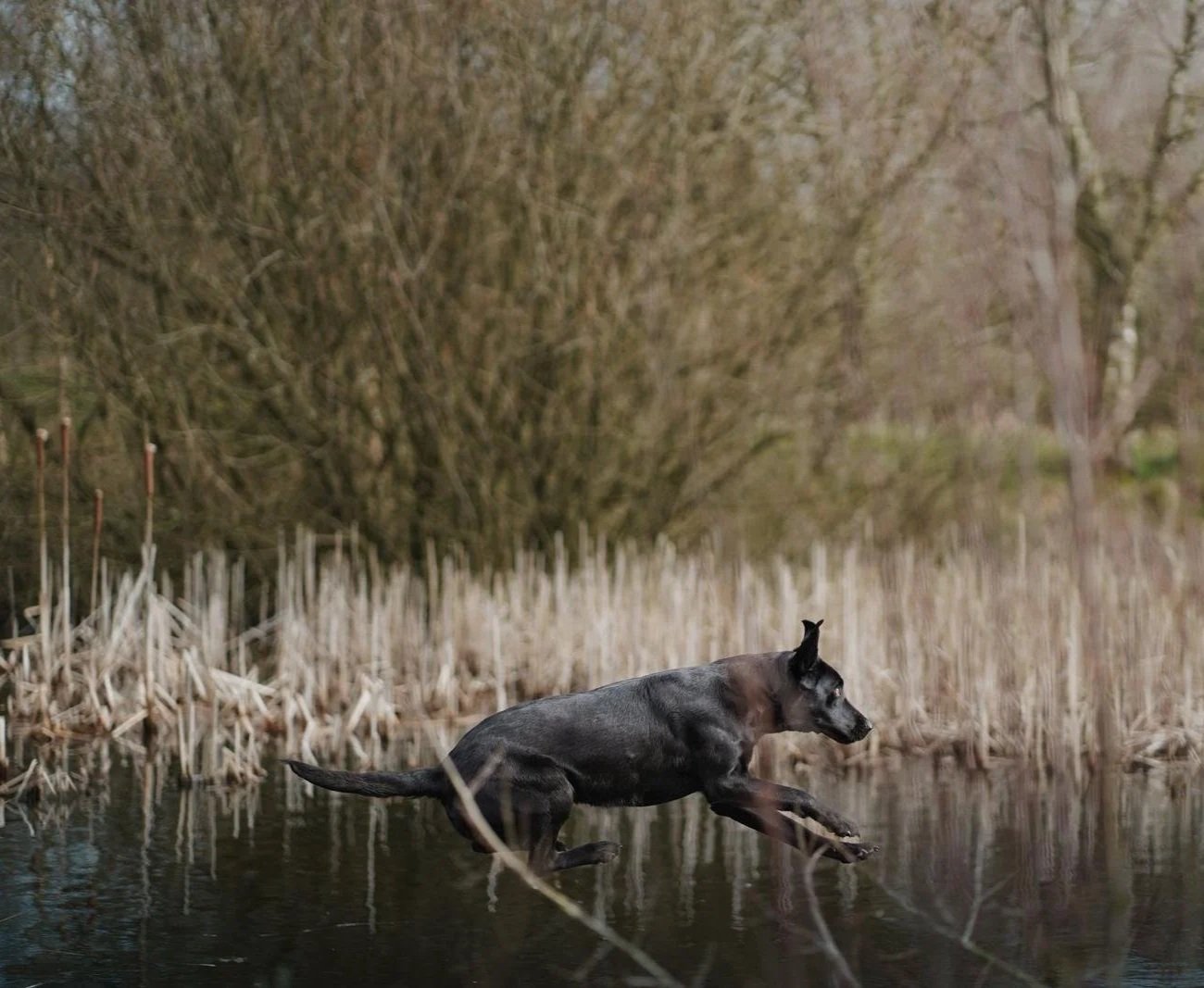 22nd June - Atherstone - Gundog Training- Intermediate/Novice Dogs
