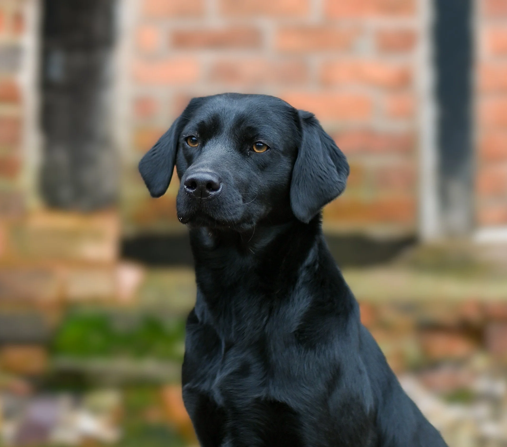 Breeding Bitch -Diglake Electra