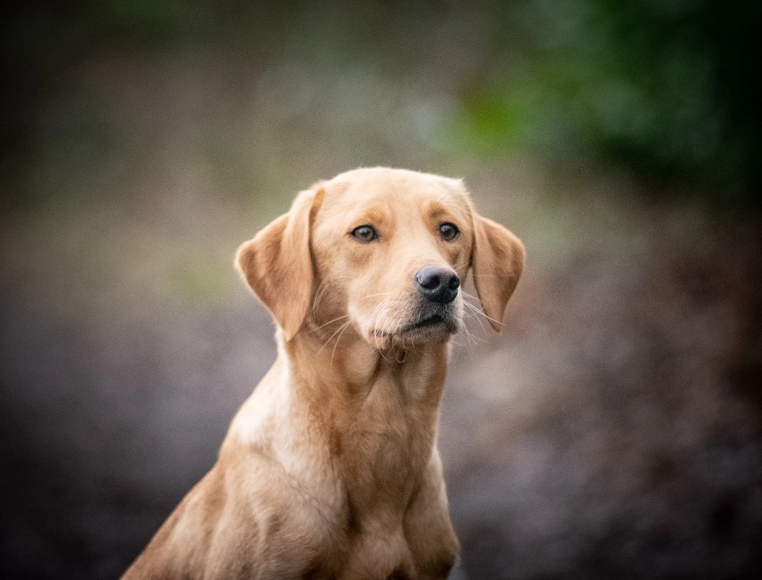 Breeding Bitch - Diglake Dynamite