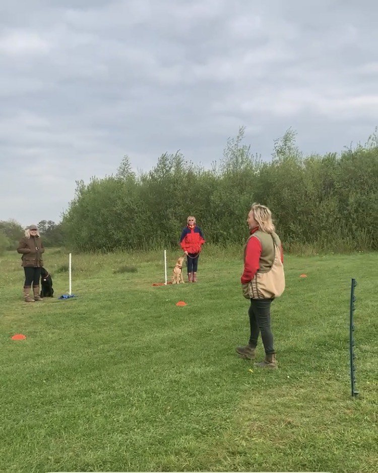 Beginner Group Puppy Training - 6 Week Course