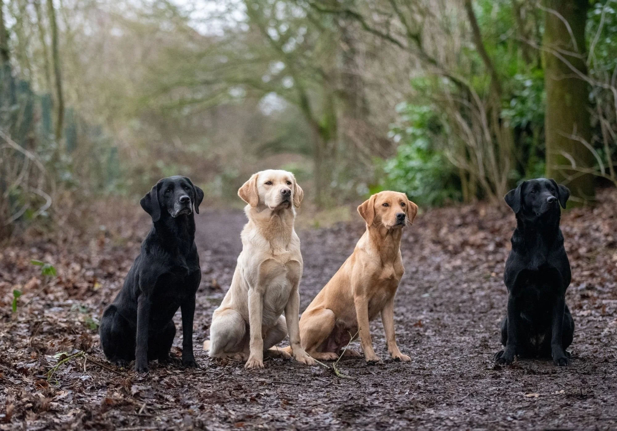 Diglake Labrador retrievers, two black and two yellow, sitting on a muddy trail in a wooded area.