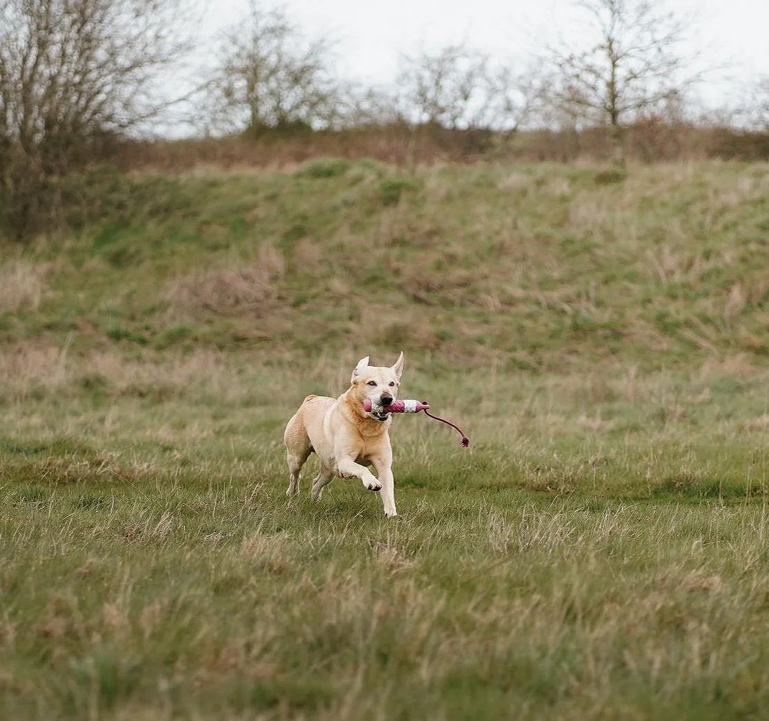 25th May - Atherstone - Gundog Training- Intermediate/Novice Dogs