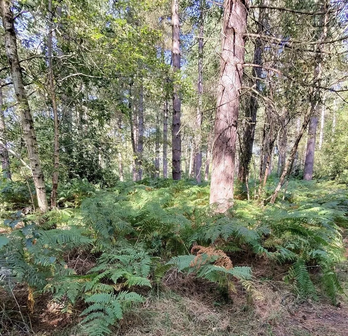 Woodland Training - 21st September - 10:00-12:30 - Novice/Advanced