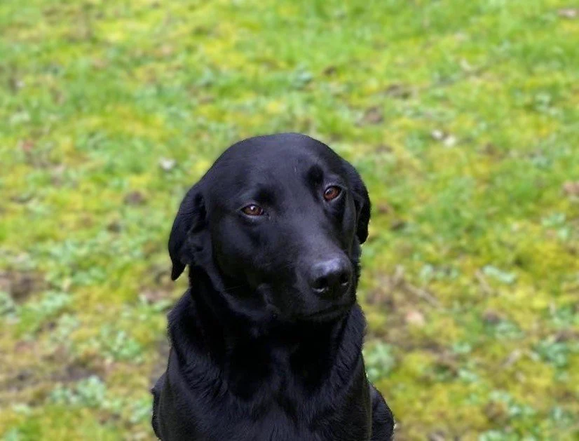 Breeding Bitch - Diglake Calypso