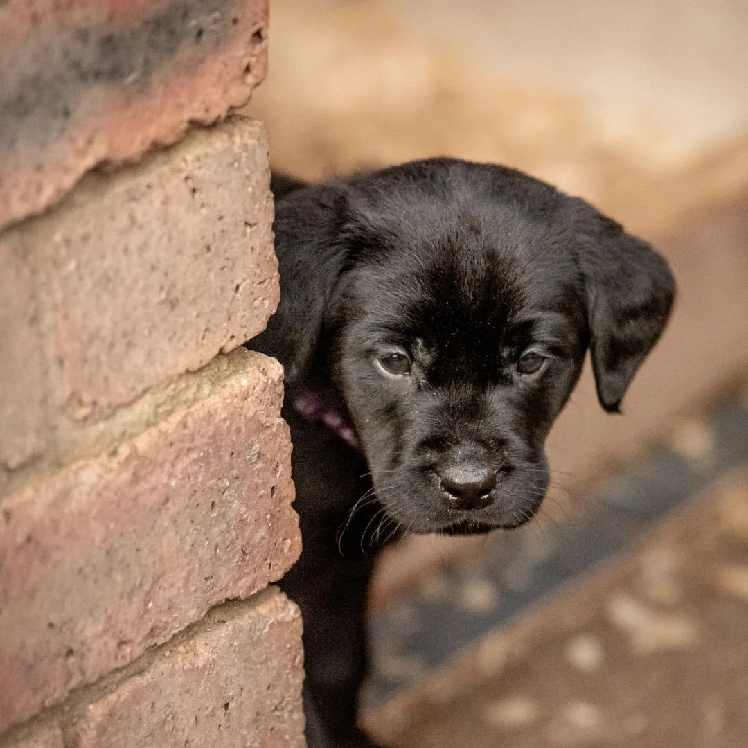 A black Diglake labrador puppy peeking out from behind a brick wall, with a blurred background.