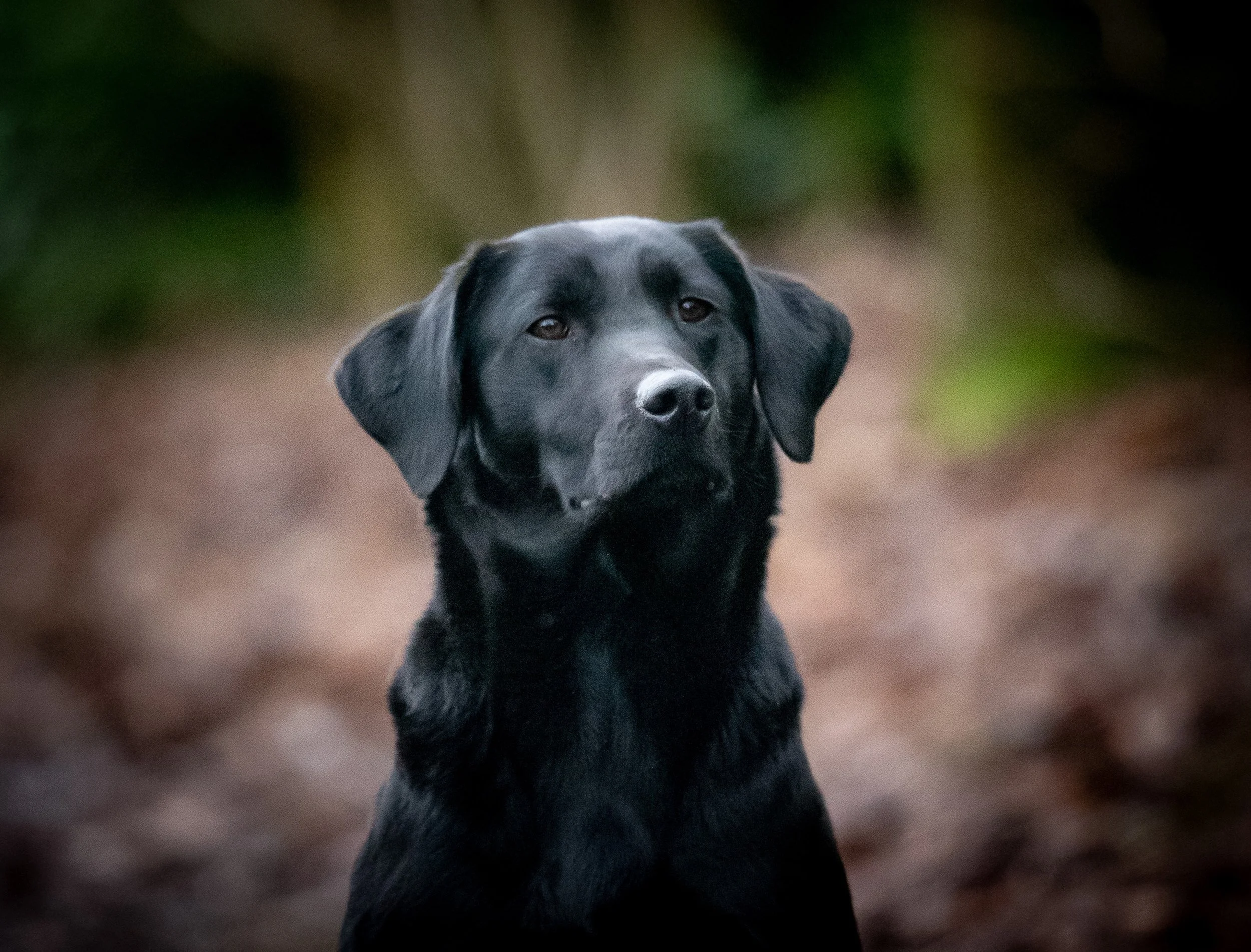 Breeding Bitch - Garronpoint Annie of Diglake