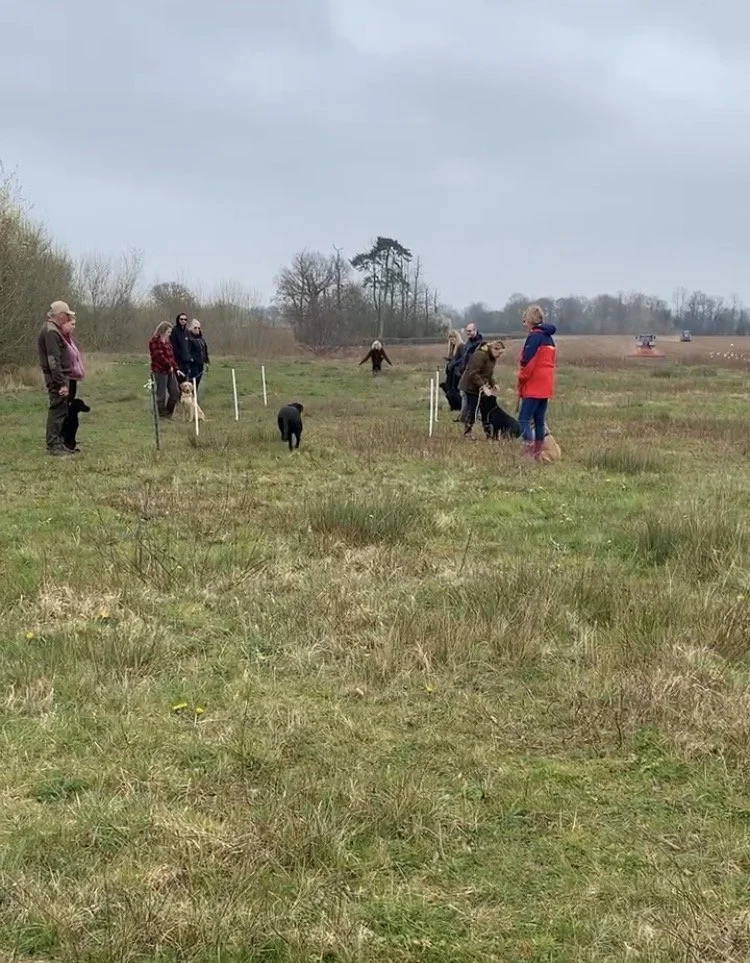 Advanced Group Puppy Training - 4 Weeks Course