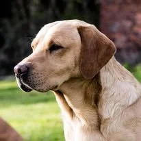 Stud dog  - Diglake Ezra