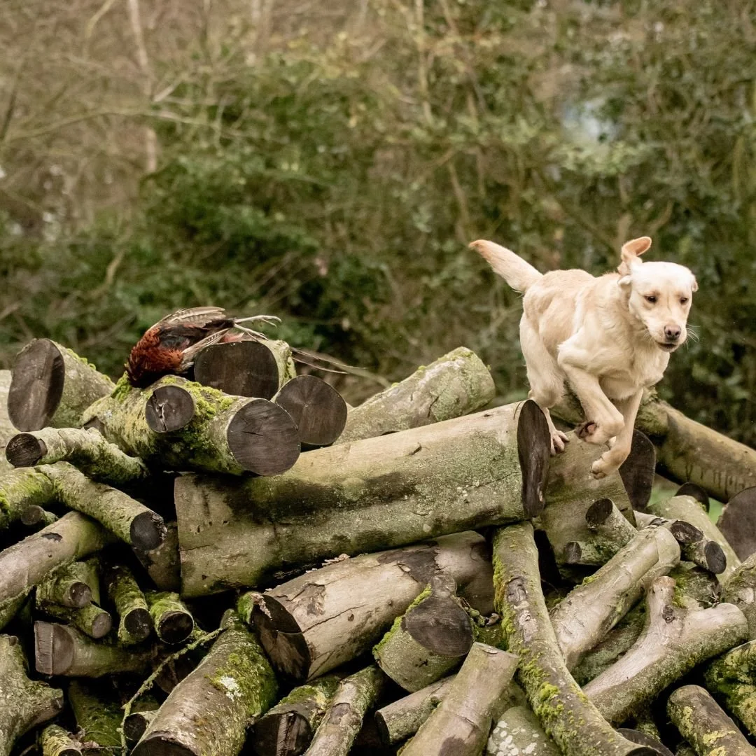 Diglake Gundogs Square  (4).jpg