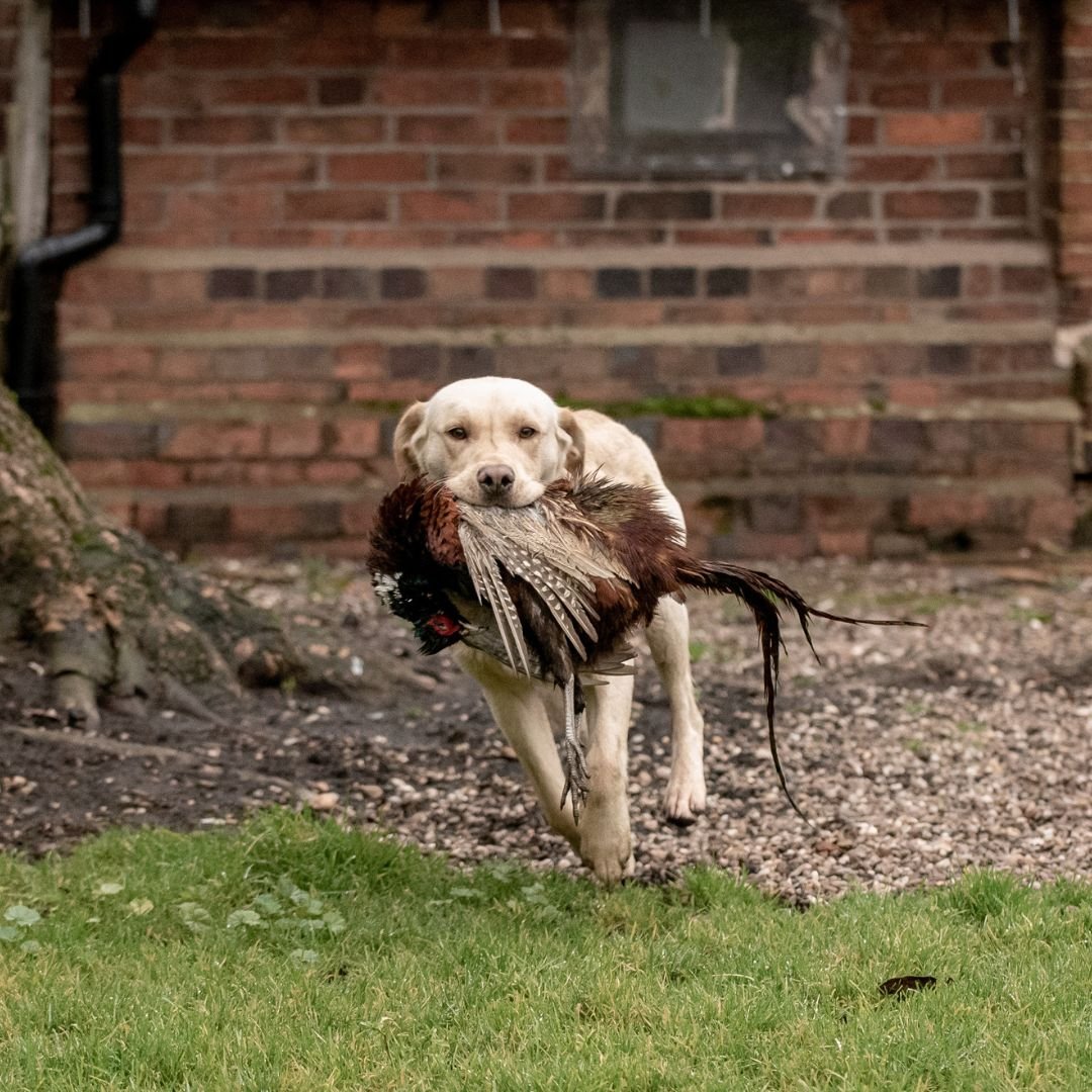 Gundog Training - Intermediate/Novice Dogs