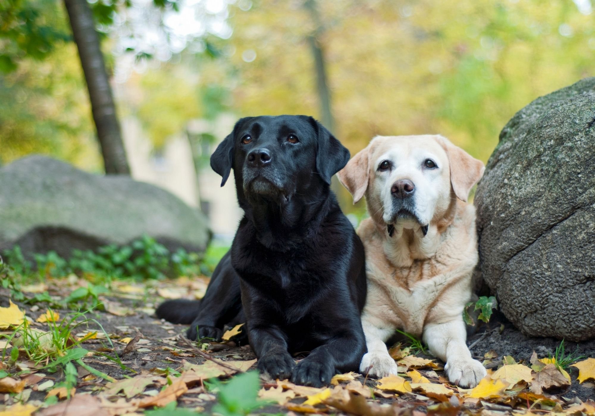 Gundog Training Holidays — Diglake Gundogs