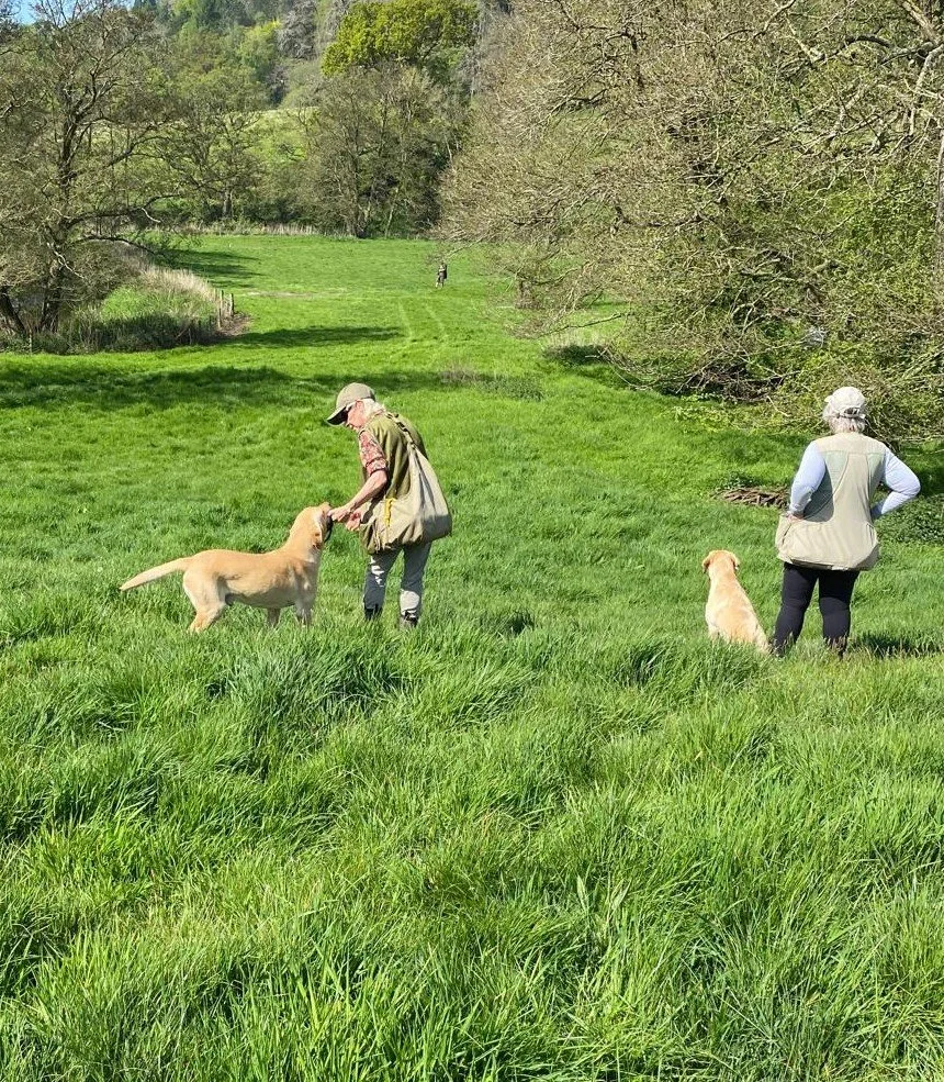 Advanced Group Puppy Training - 6 Week Course Starting 6th September