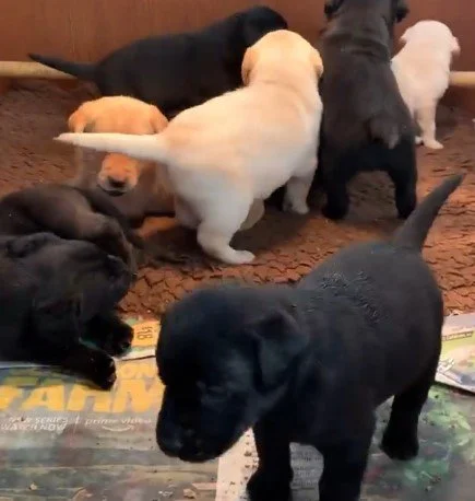 Diglake puppies playing.jpg