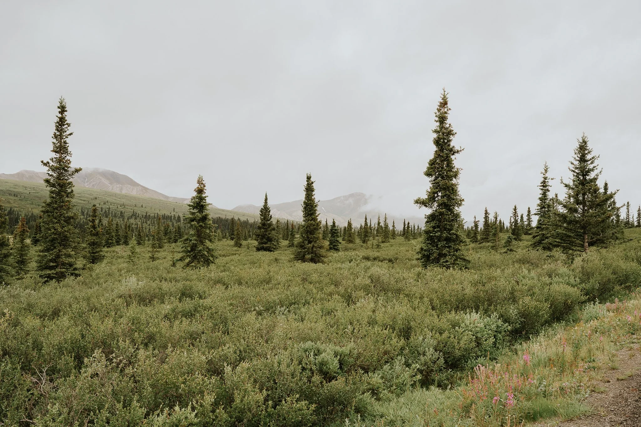 Denali  National Park, Digital Download