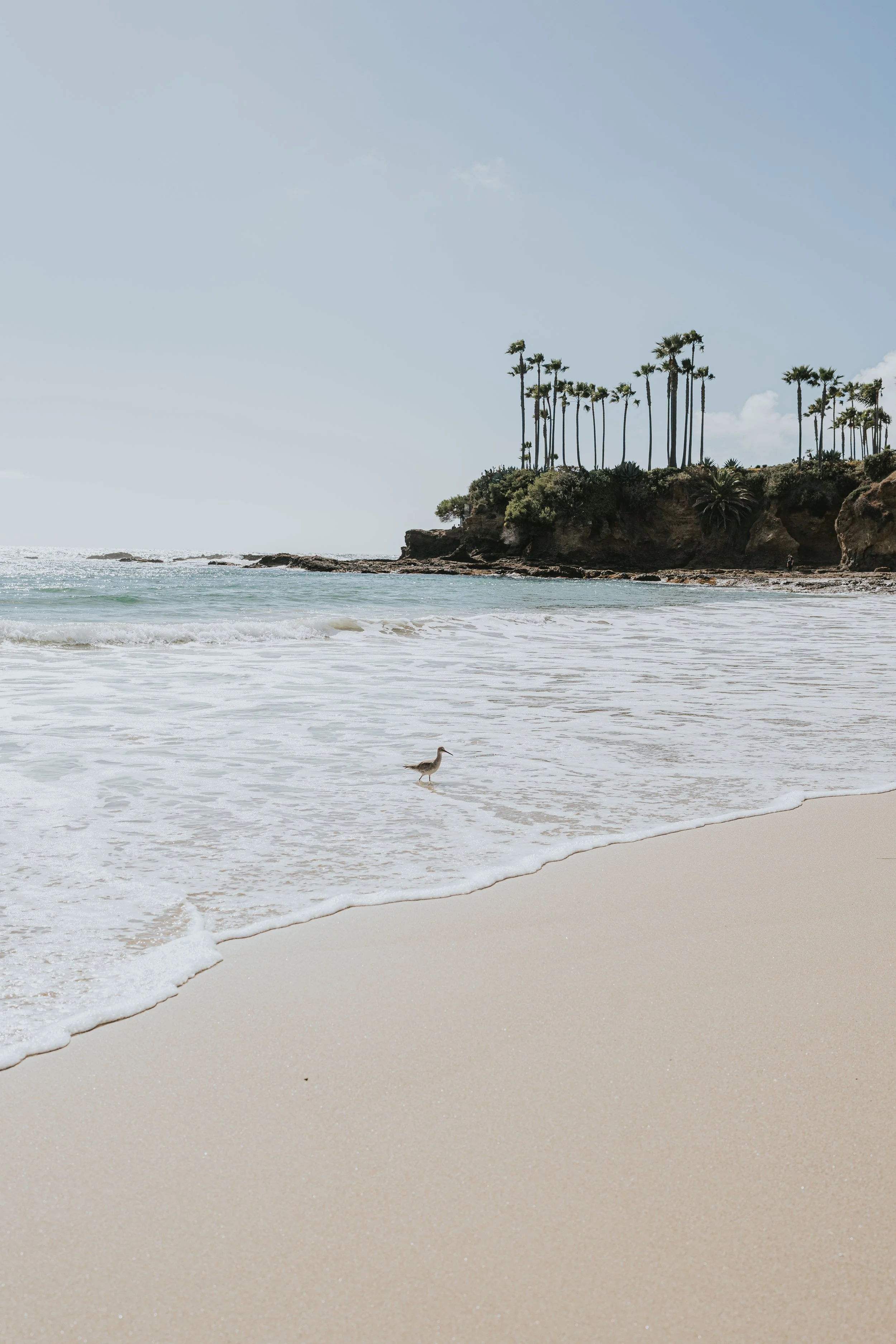 Laguna Beach, Digital Download
