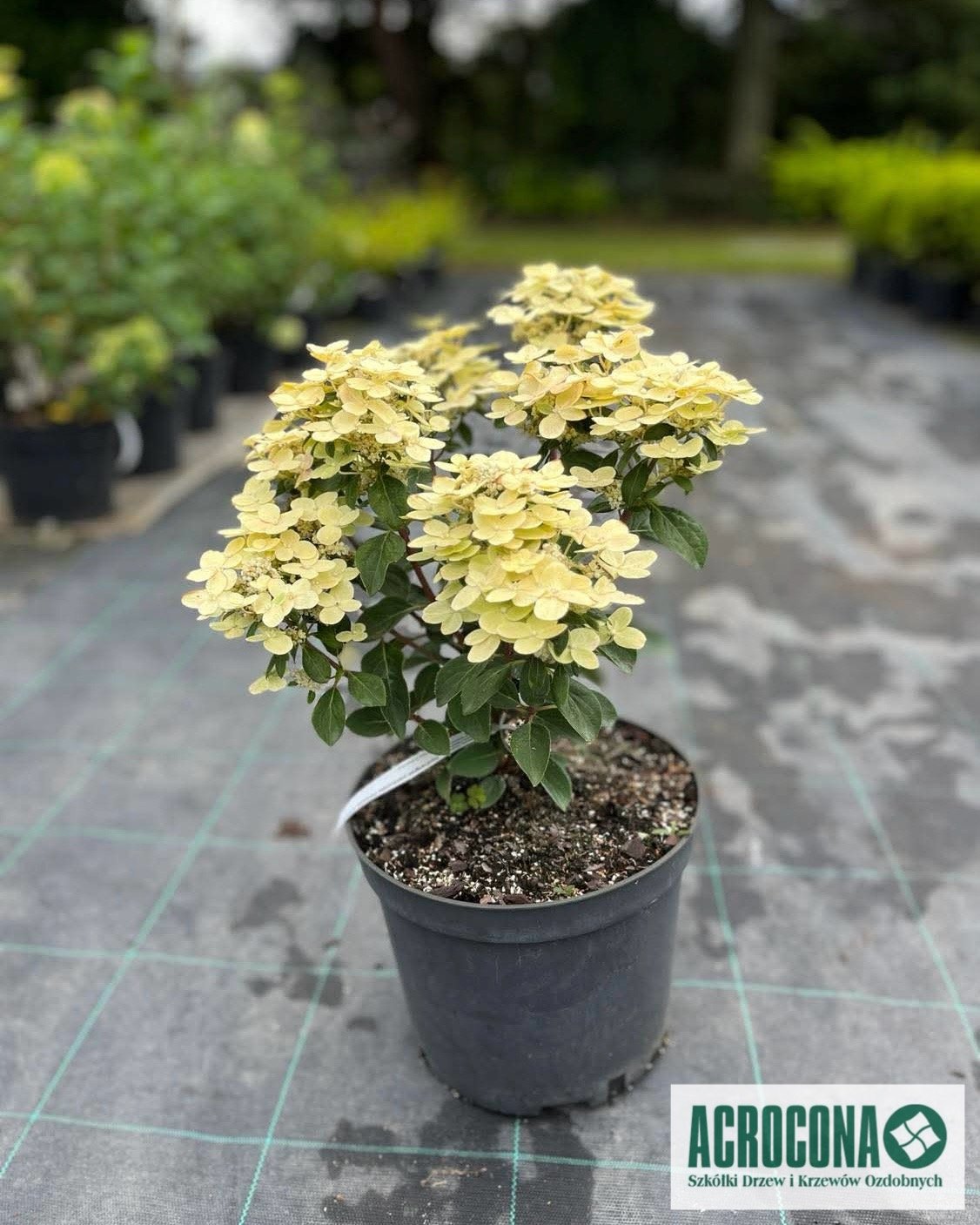 Szkółka roślin ozdobrych ACROCONA Piaseczno / Warszawa