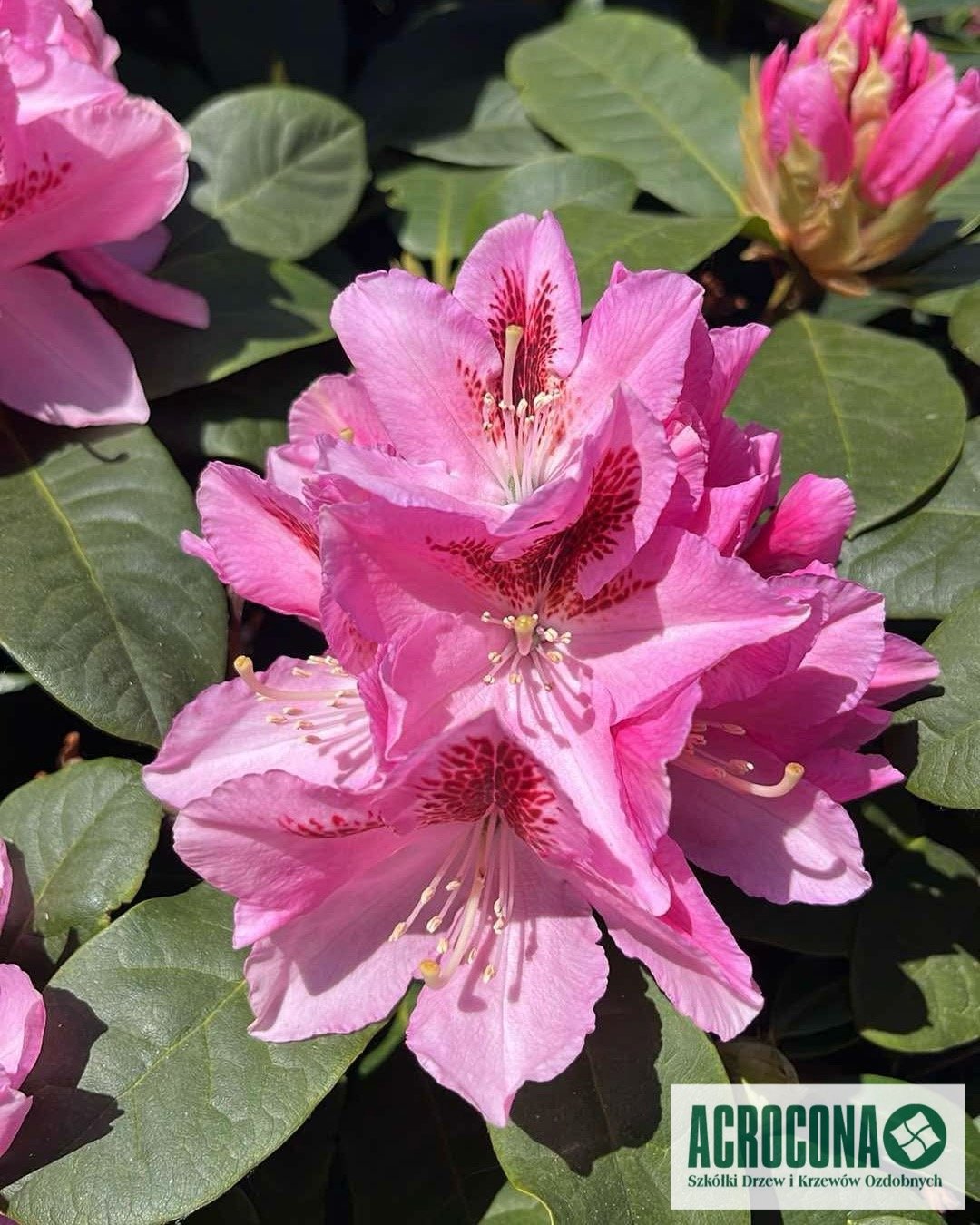 Szkółka Roślin Warszawa - Krzewy Ozdobne