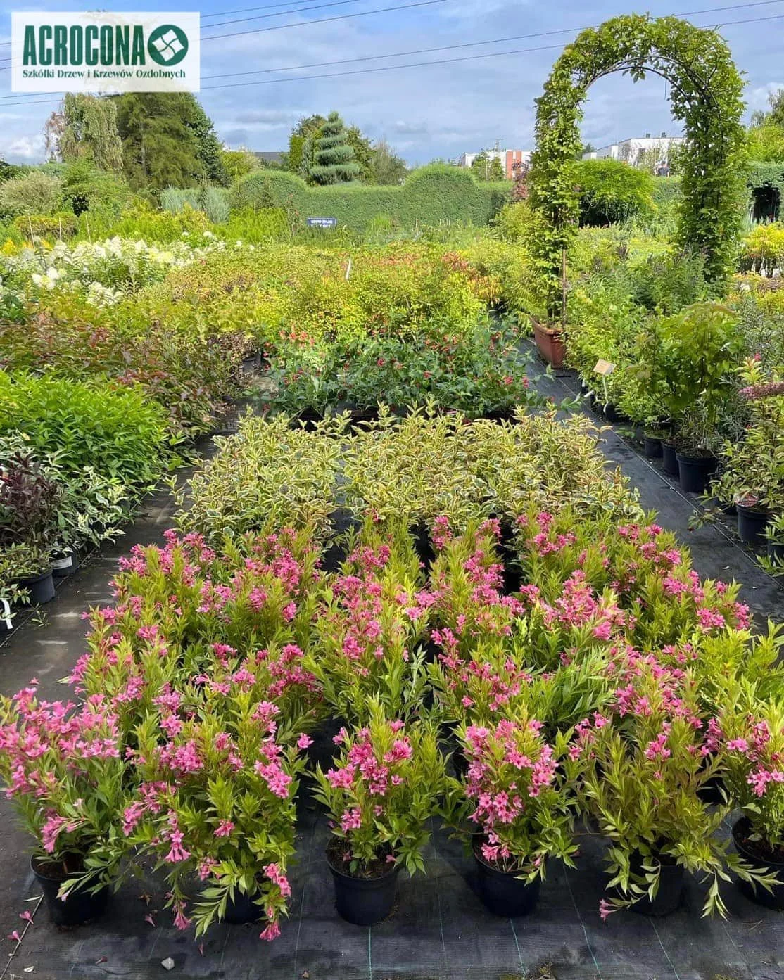 Krzewy ozdobne - Szkółka Roślin Piaseczno