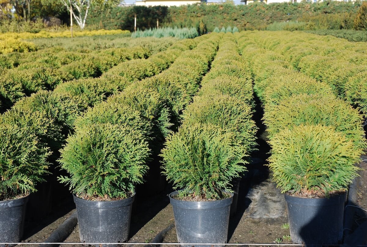 Szkółka Roślin Okolice Warszawy