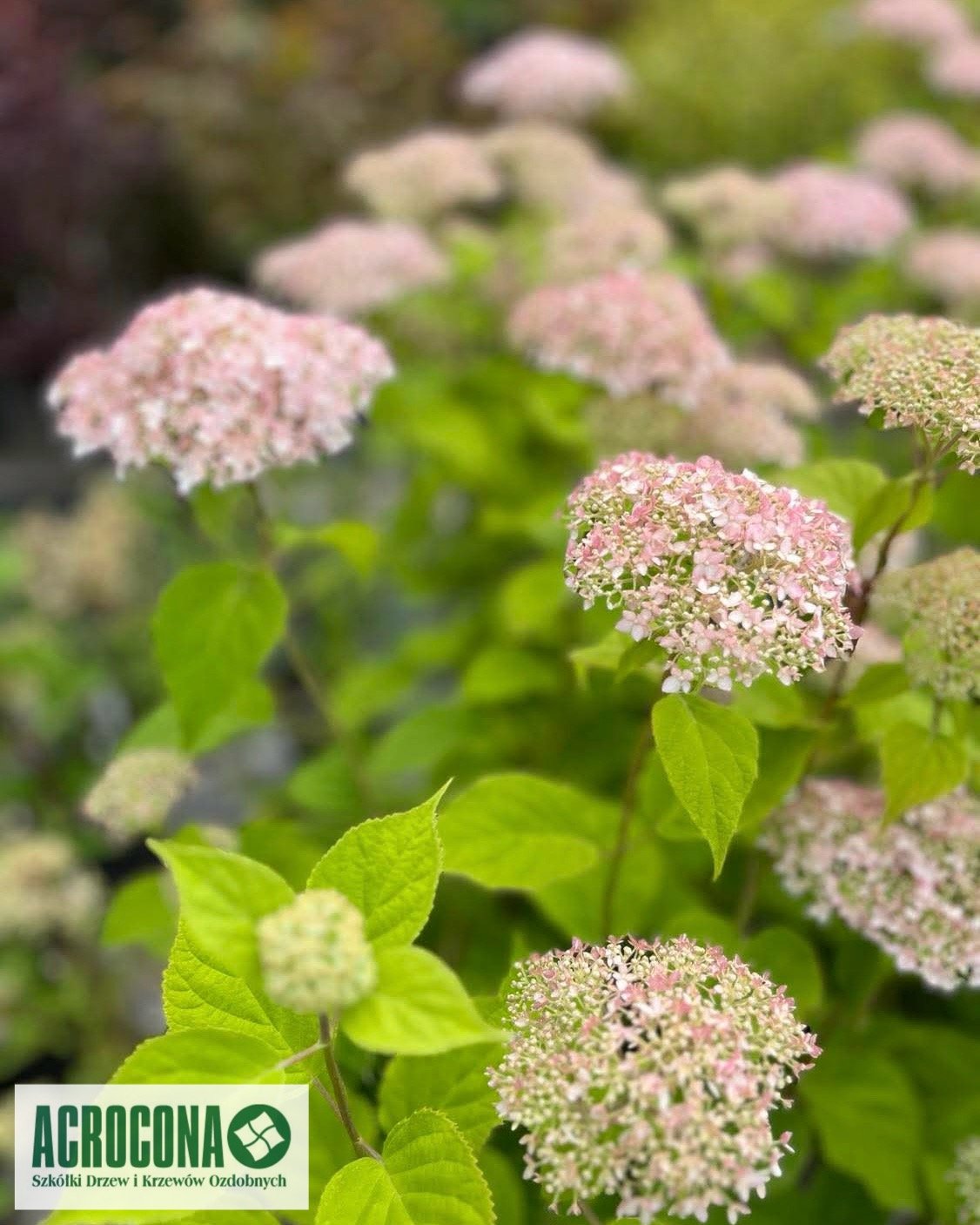 Szkółka roślin Warszawa Piaseczno