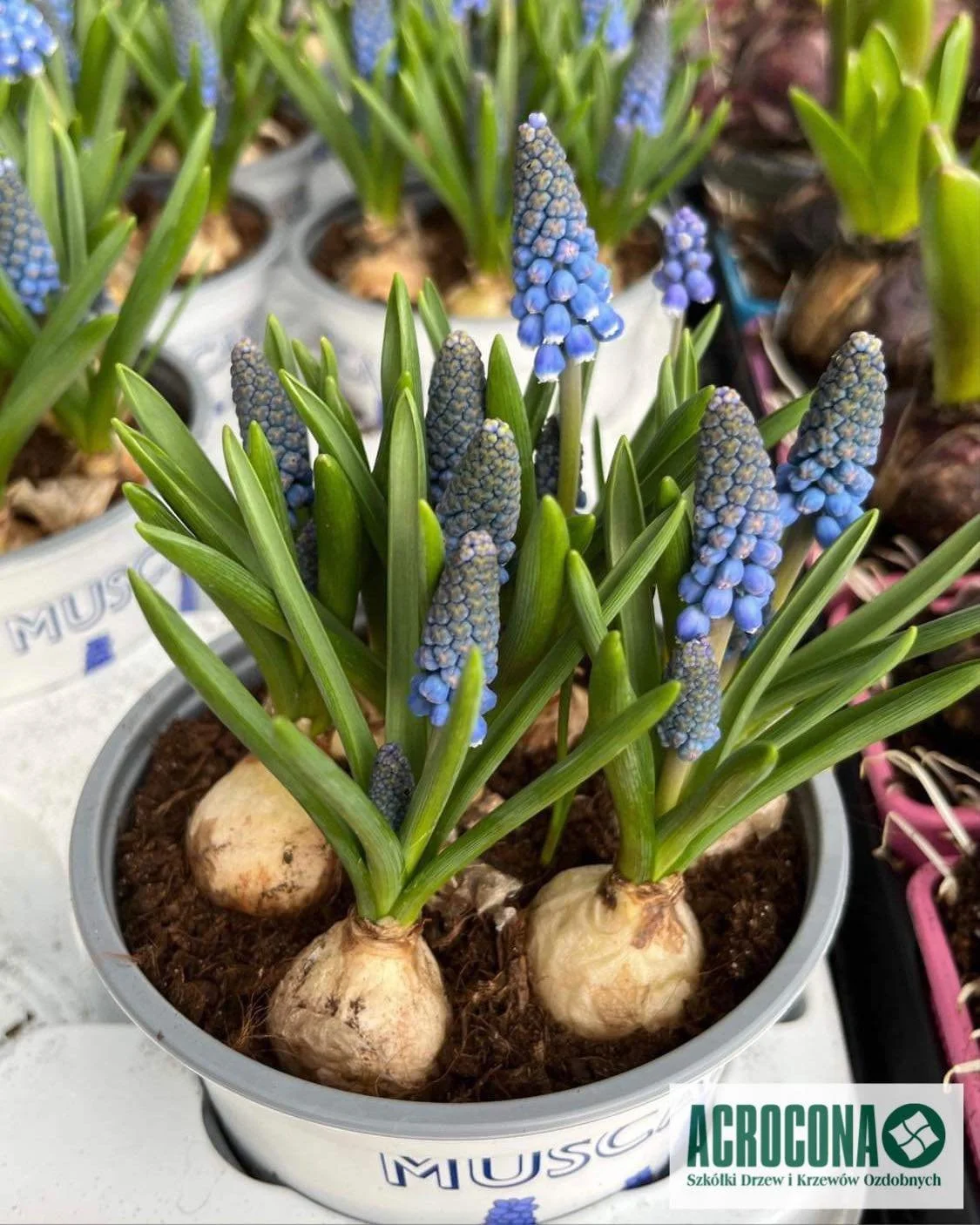 Sklep Ogrodniczy Piaseczno k. Warszawy