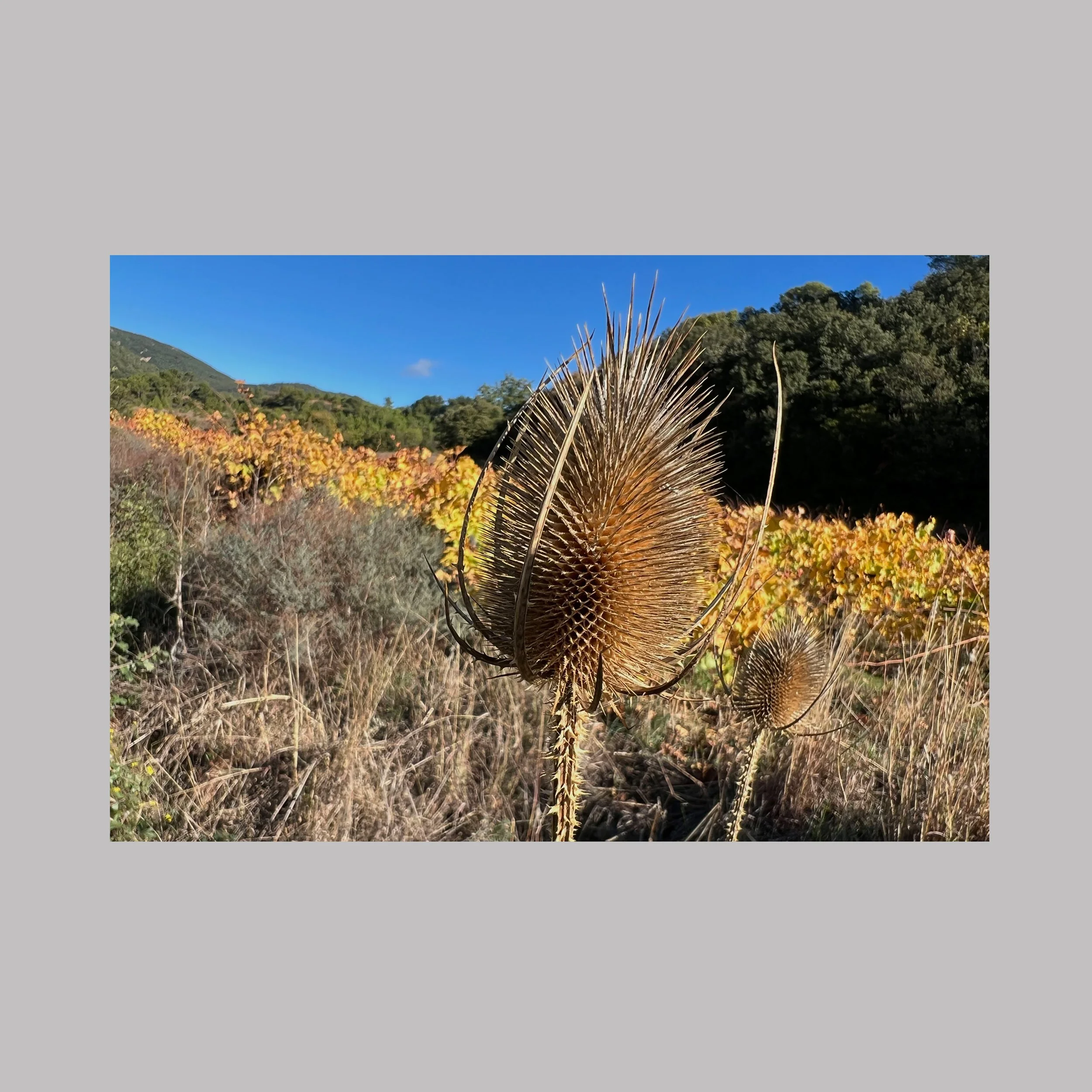 Sentinelle d’Automne