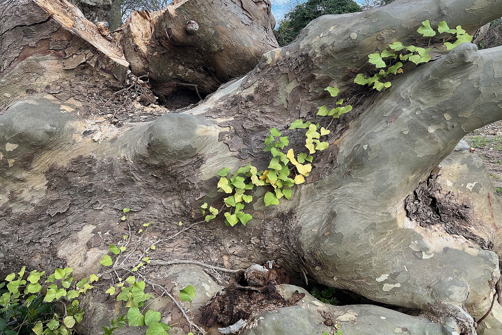 De gewortelde herinnering