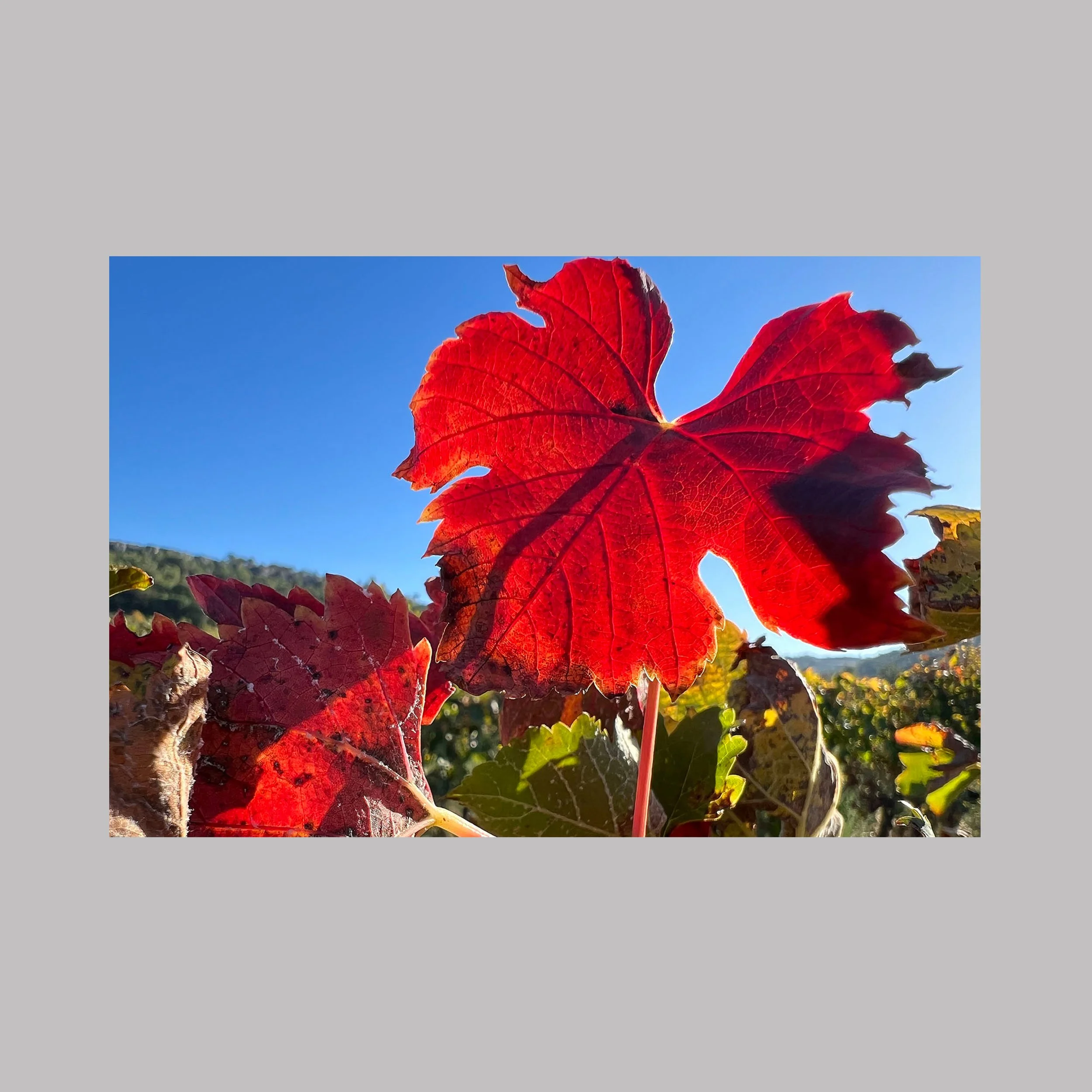 Transparence d’automne