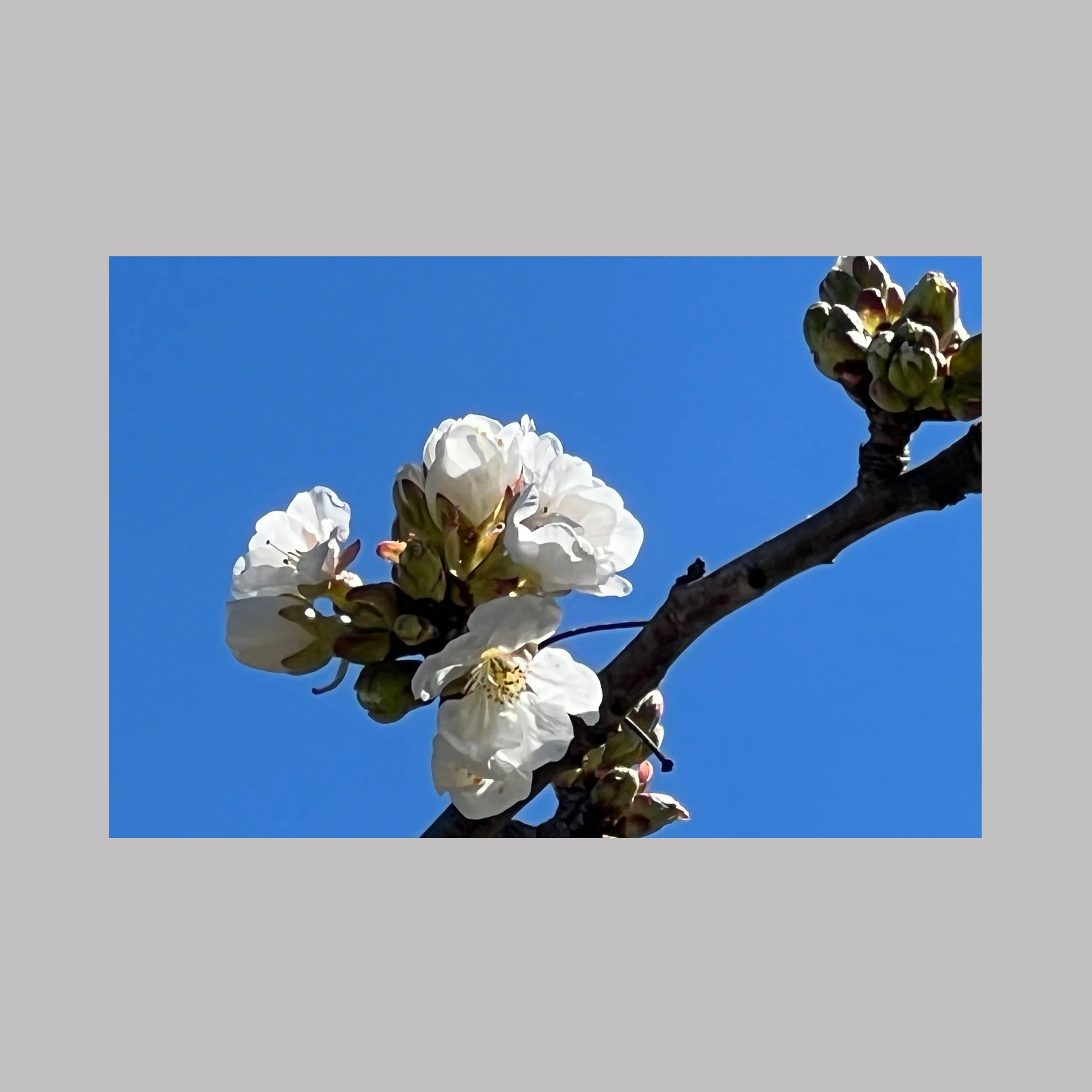 Floraison printanière sur fond d’azur