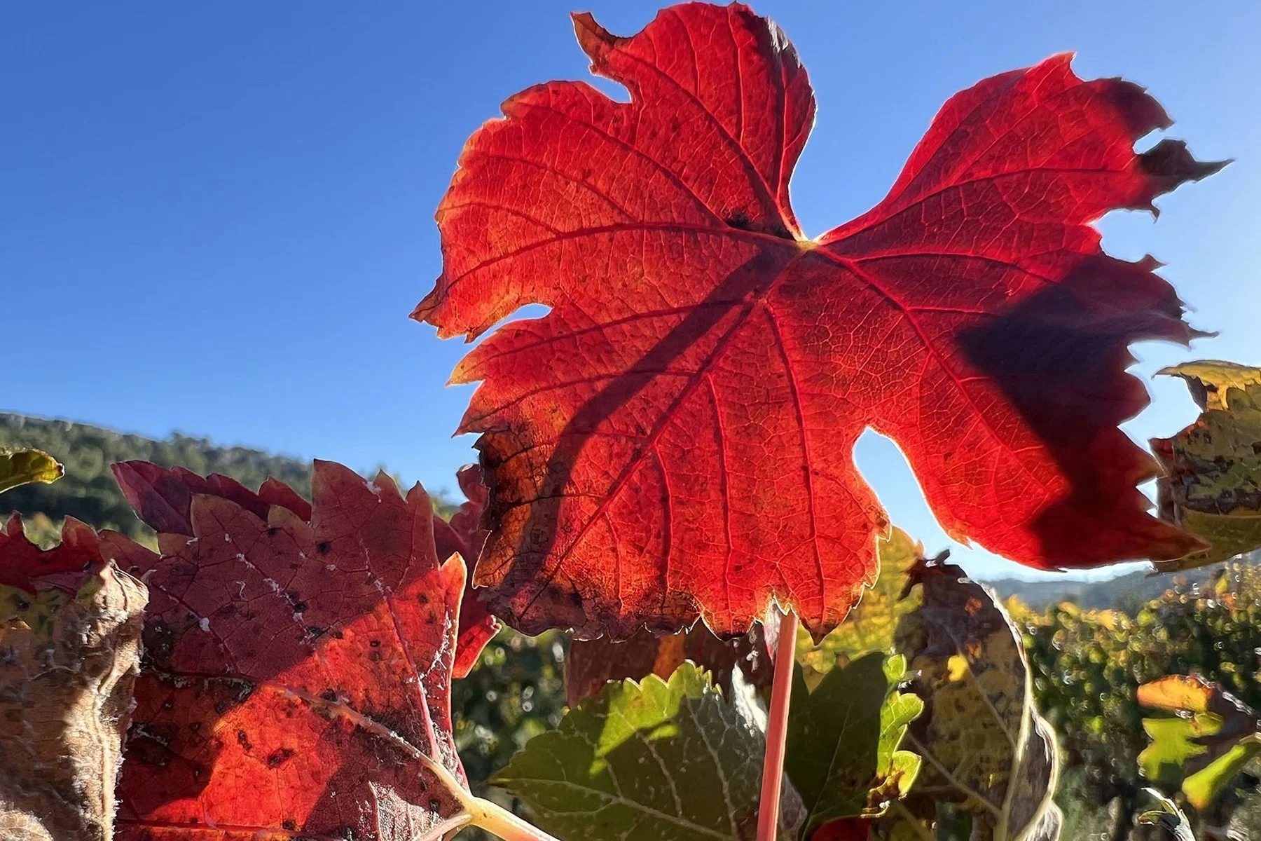Feuille rouge d'automne contre un ciel bleu clair, avec d'autres feuilles colorées en arrière-plan.