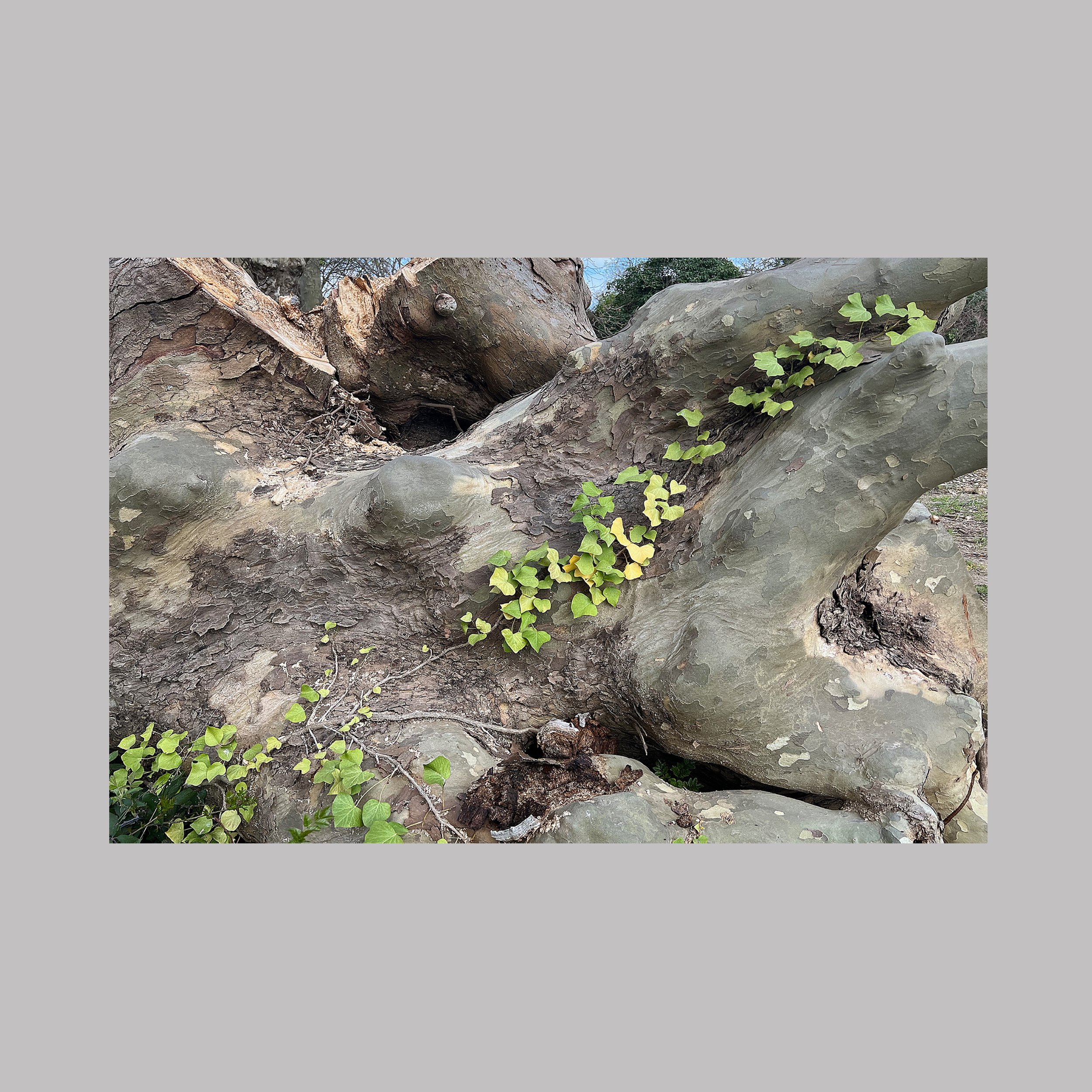 La mémoire enracinée