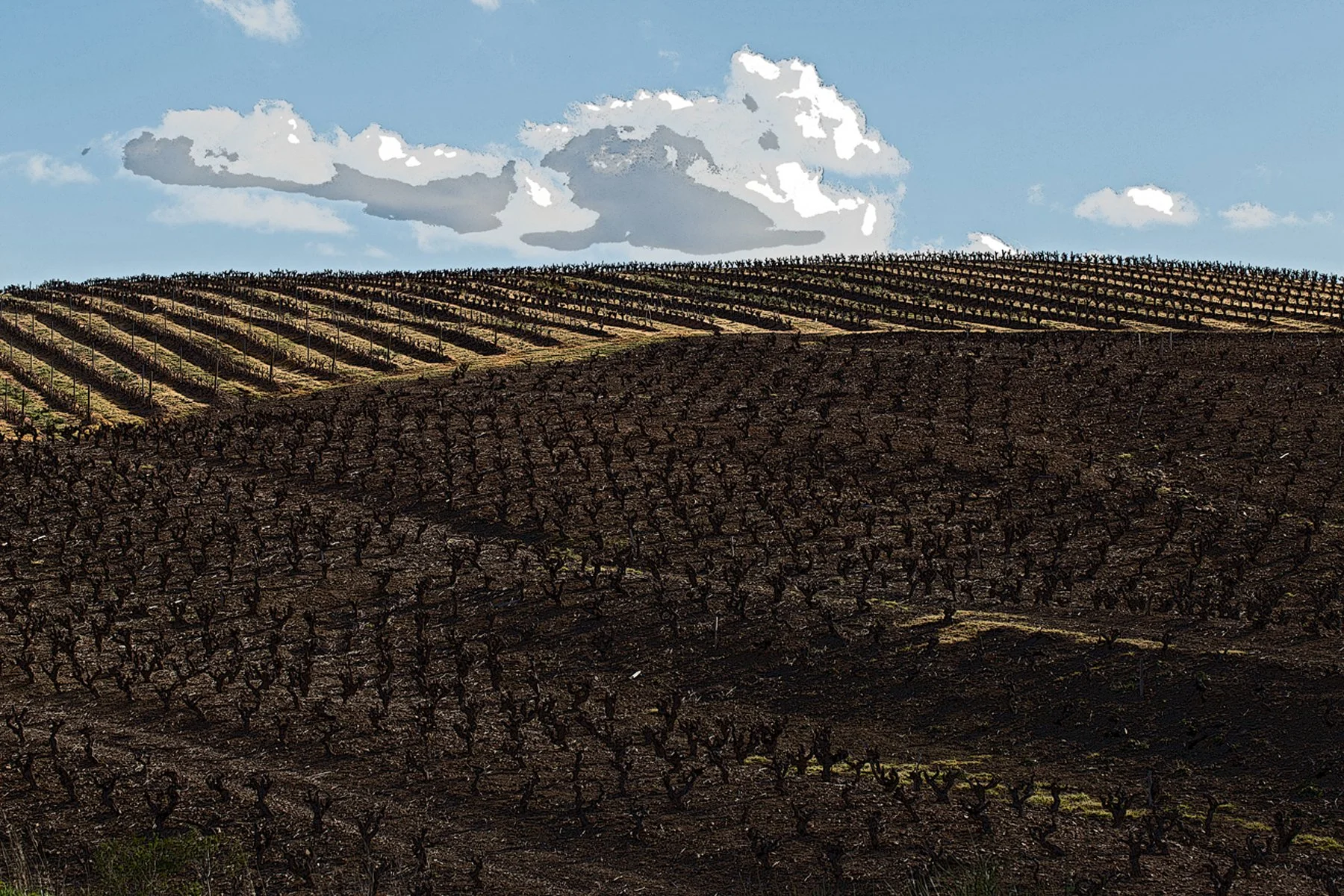 Vignoble en pente sous un ciel bleu avec quelques nuages.