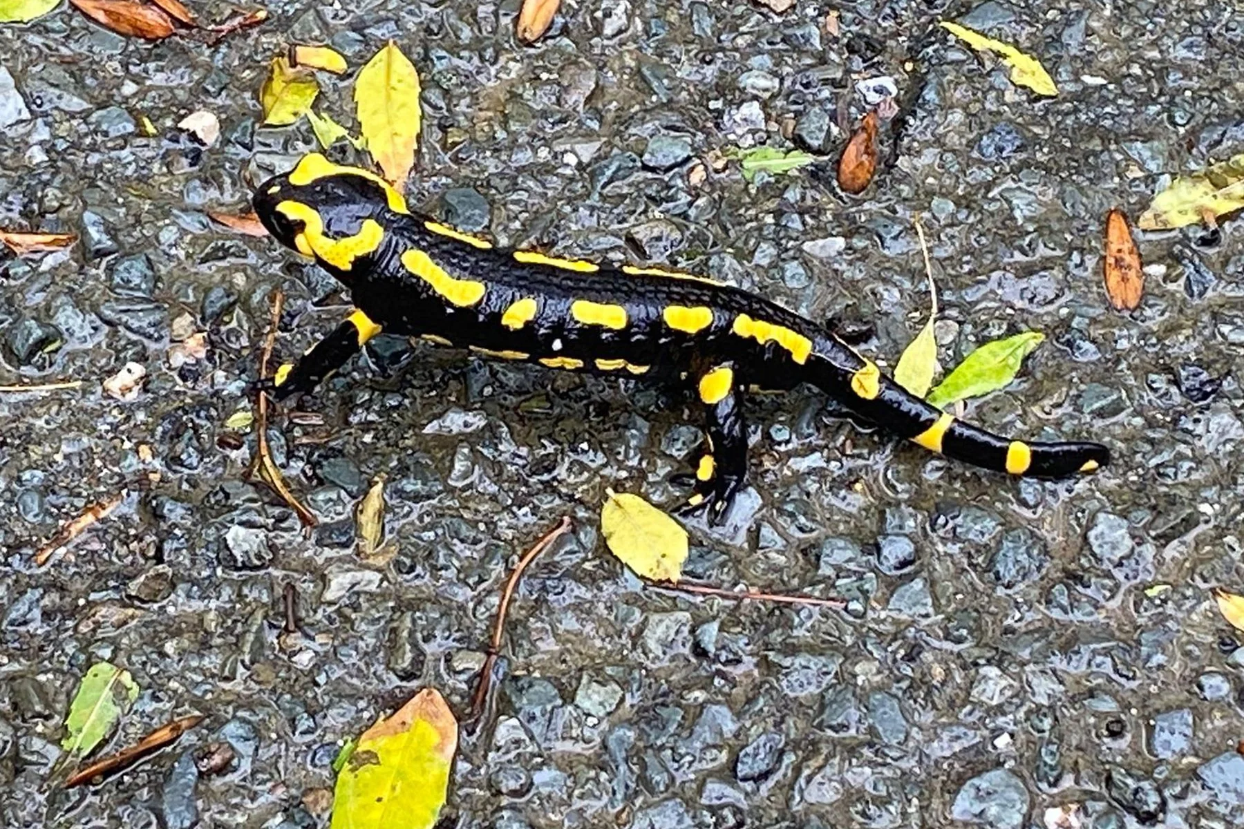 Salamandre tachetée